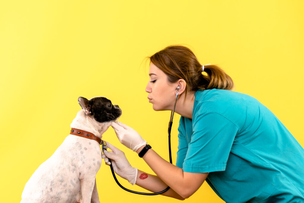 front view female veterinarian observing little dog on yellow de