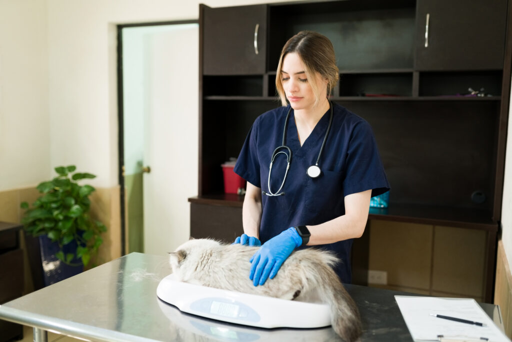 Caucasian professional vet doing a medical check-up on a cat